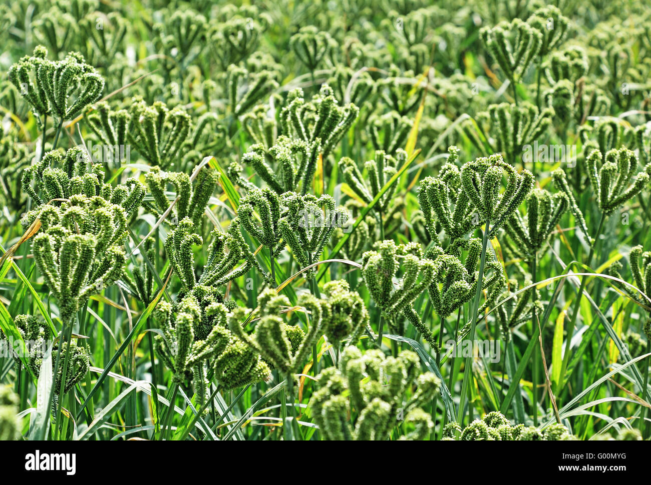 L'éleusine Champ. Le millet est utilisée comme nourriture, du fourrage et de production de boissons alcoolisées. Appartient au genre du sorgho. Banque D'Images