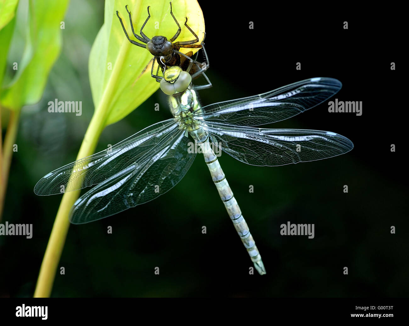 Libellule Banque D'Images