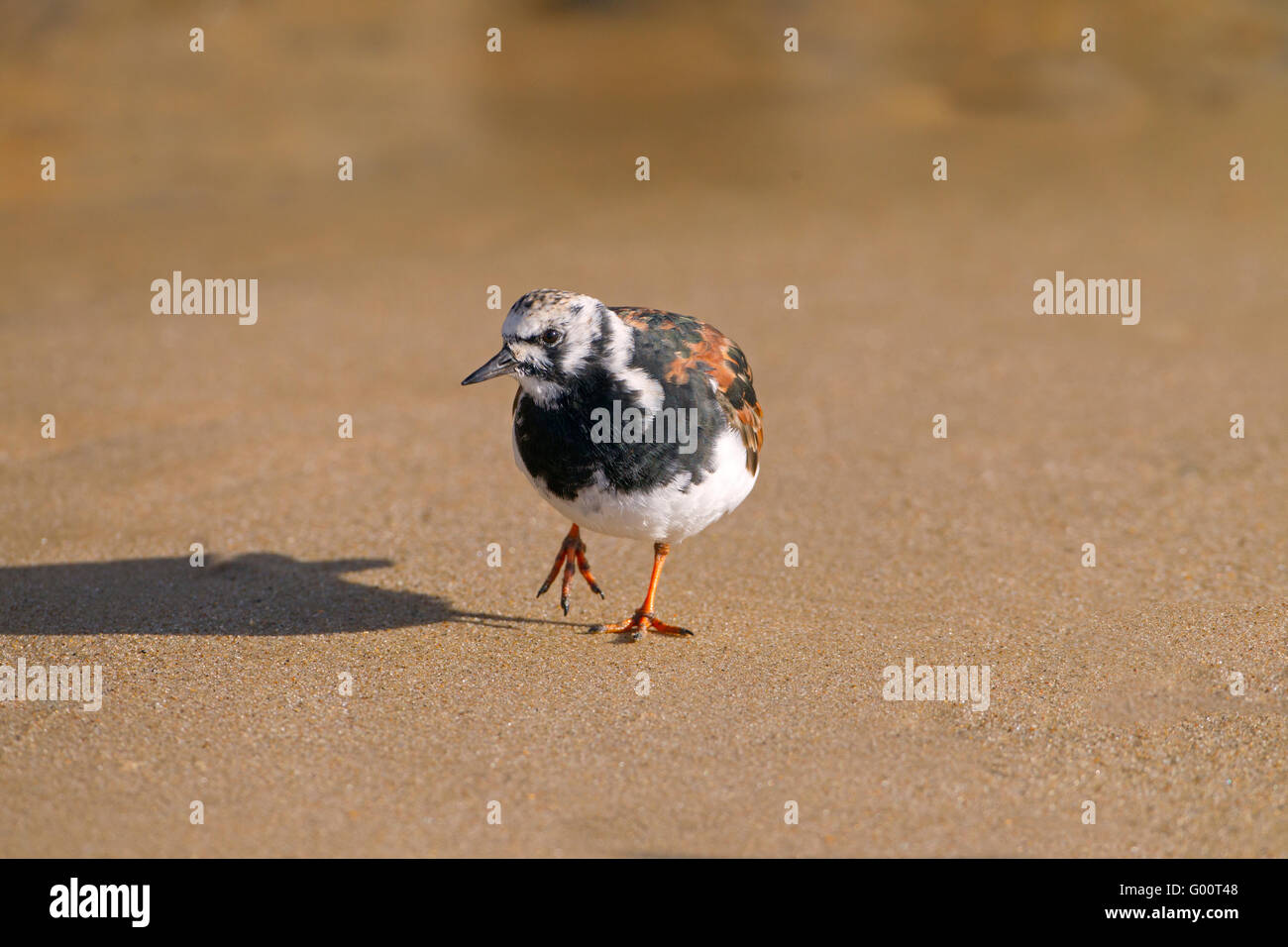 Turnstone Arenaria interprés en été plumage sur le point de migrer vers les aires de reproduction Banque D'Images