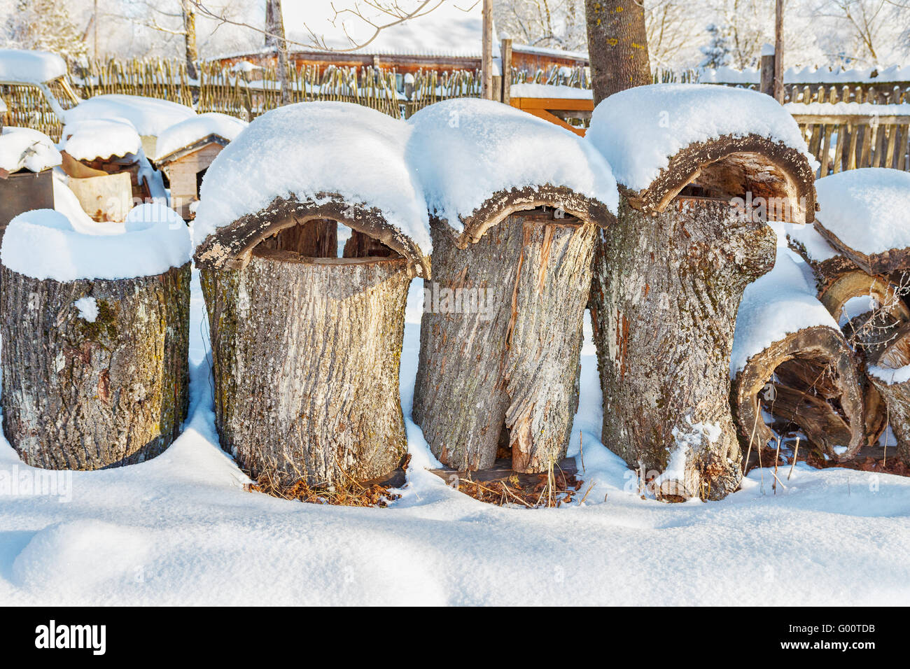 Les lignes de coupe d'un peuplier. Banque D'Images