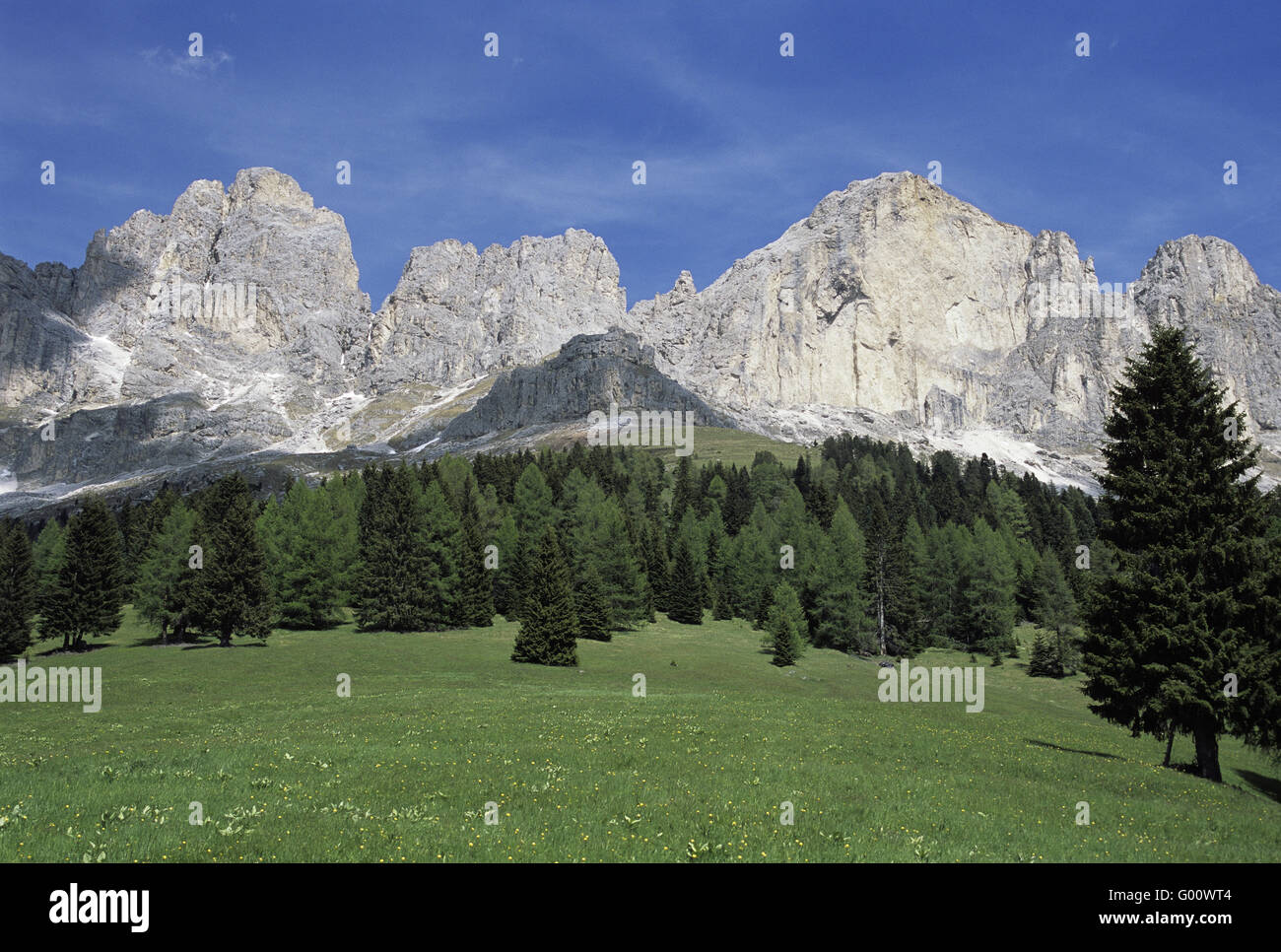 Rosengarten avec prairie Banque D'Images