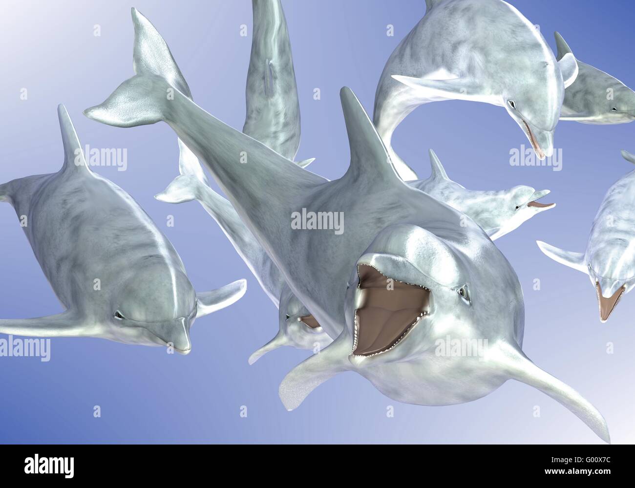 La lecture graphique des dauphins Banque D'Images