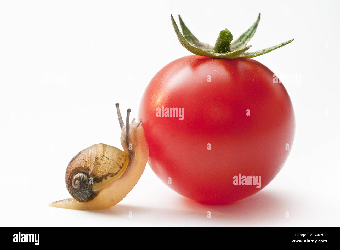 Escargot à la tomate Banque D'Images