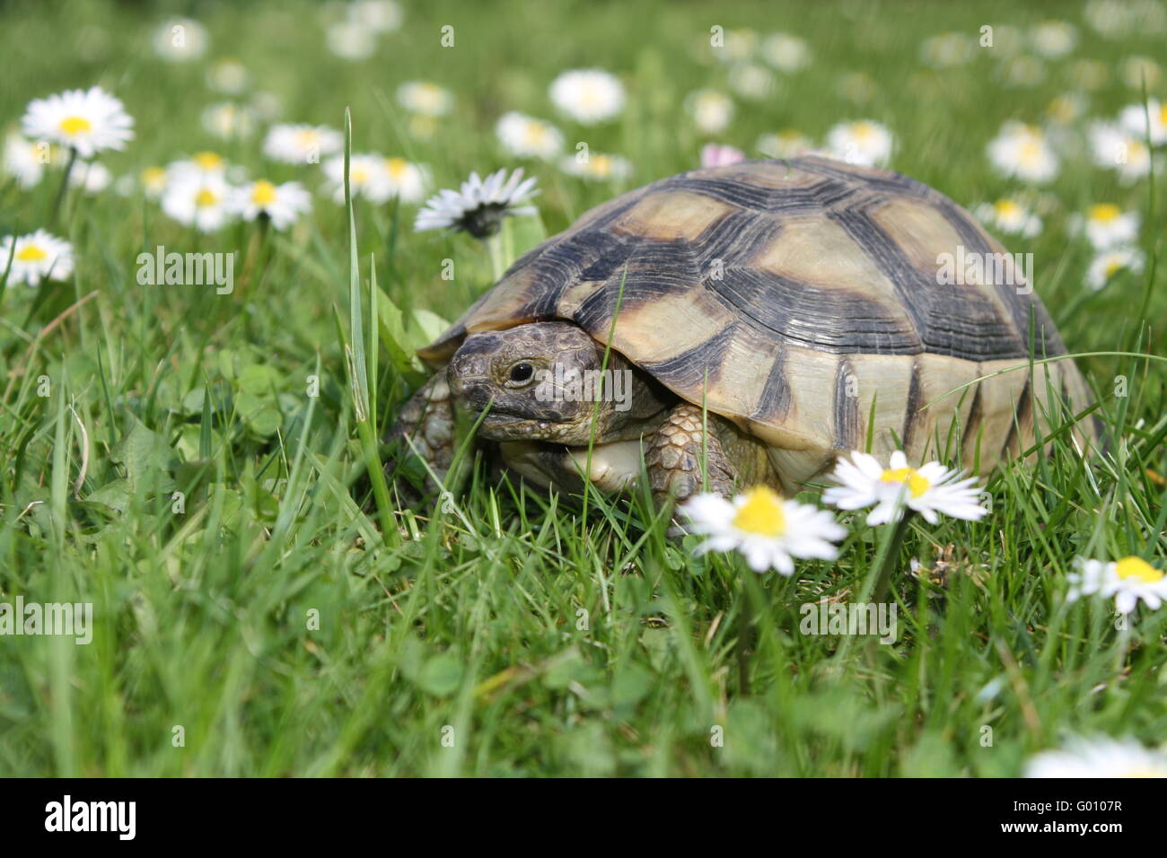 Marginated tortoise testudo marginata Banque de photographies et d ...