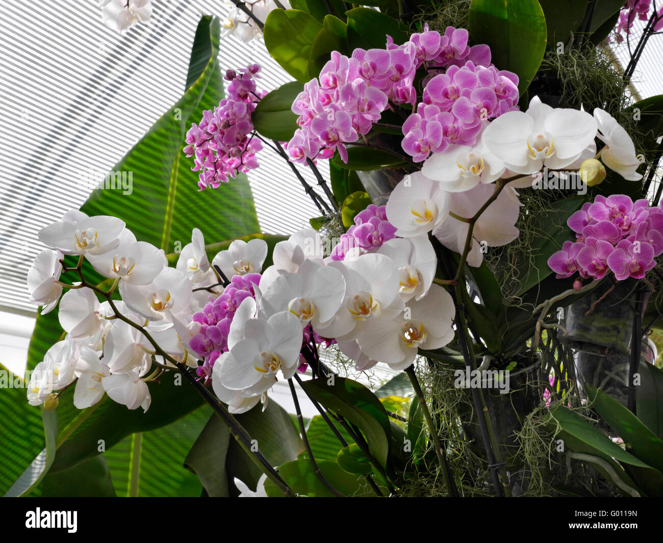 Affichage dans les orchidées tropicales avec des feuilles et feuillages Banque D'Images