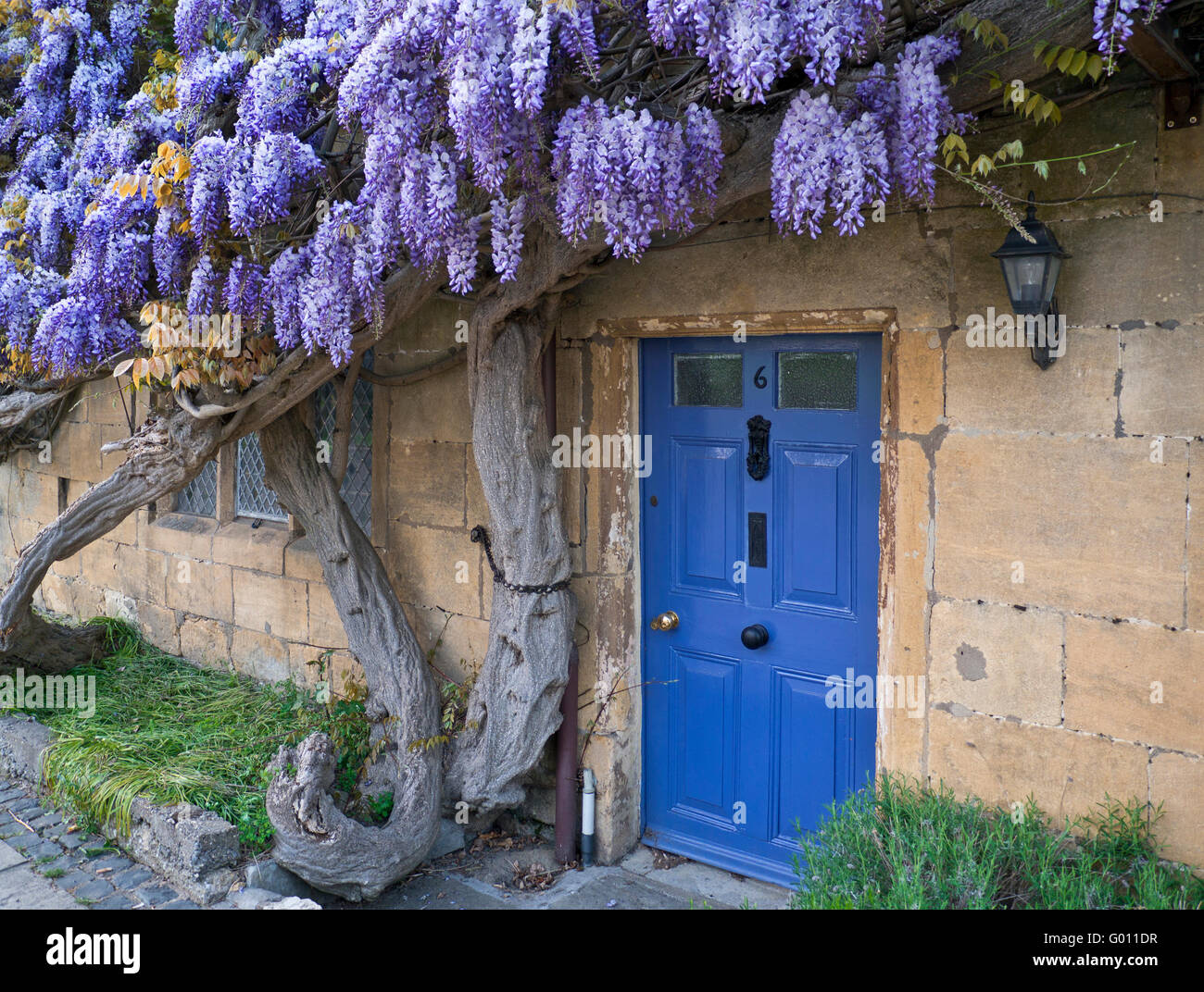 Wisteria dynamique sur mur de maison historique au crépuscule dans le centre de village Broadway Worcestershire Angleterre Cotswolds UK Banque D'Images