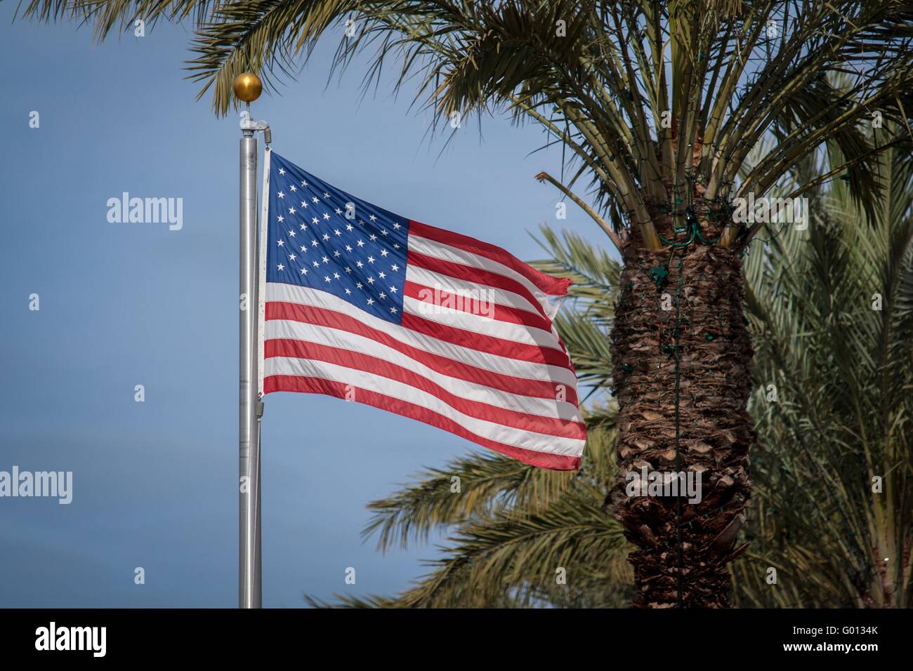 Brandissant un drapeau américain dans le vent sous un palmier tropical Banque D'Images
