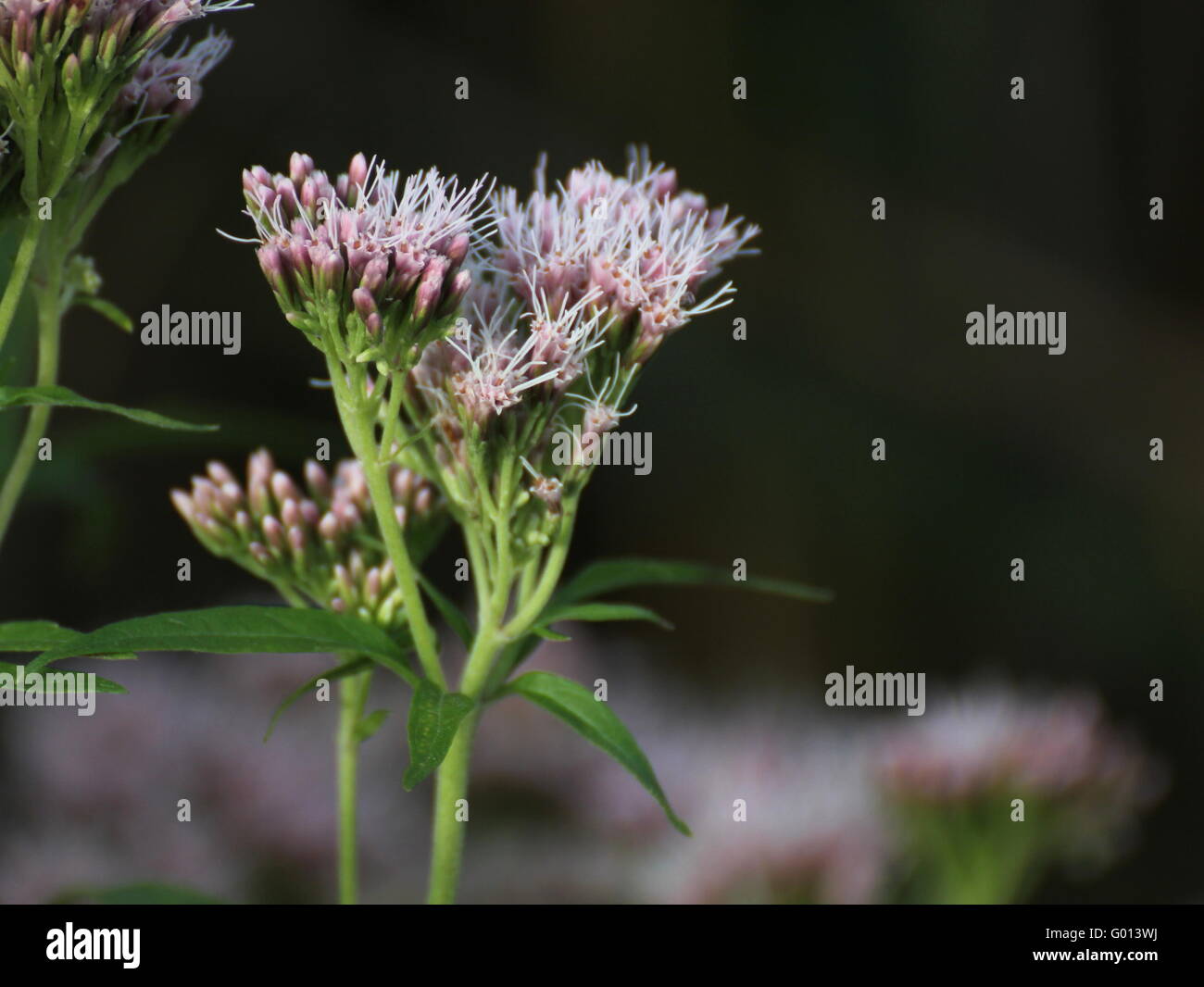 Les fleurs de chanvre-aigremoine (Eupatorium cannabinum). Banque D'Images