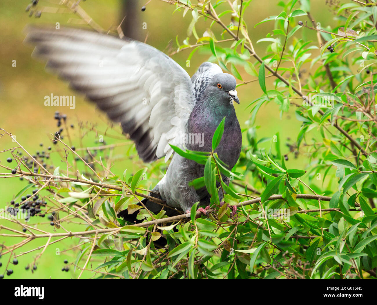Colombe oiseau sur une branche Banque D'Images