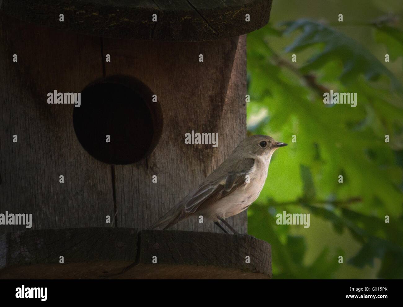 Semicollared Flycatcher Banque D'Images