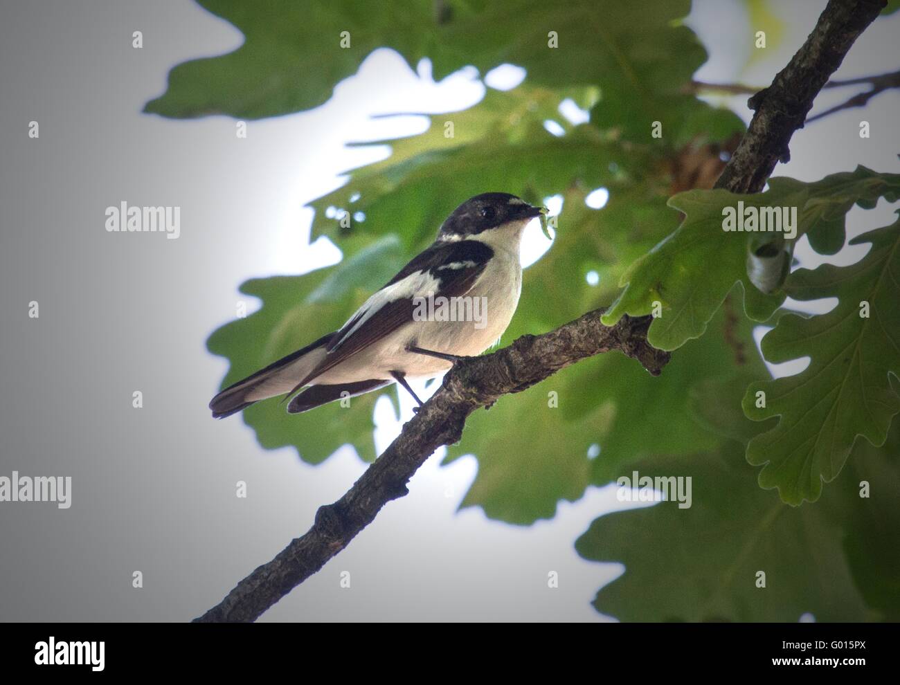 Semicollared Flycatcher Banque D'Images