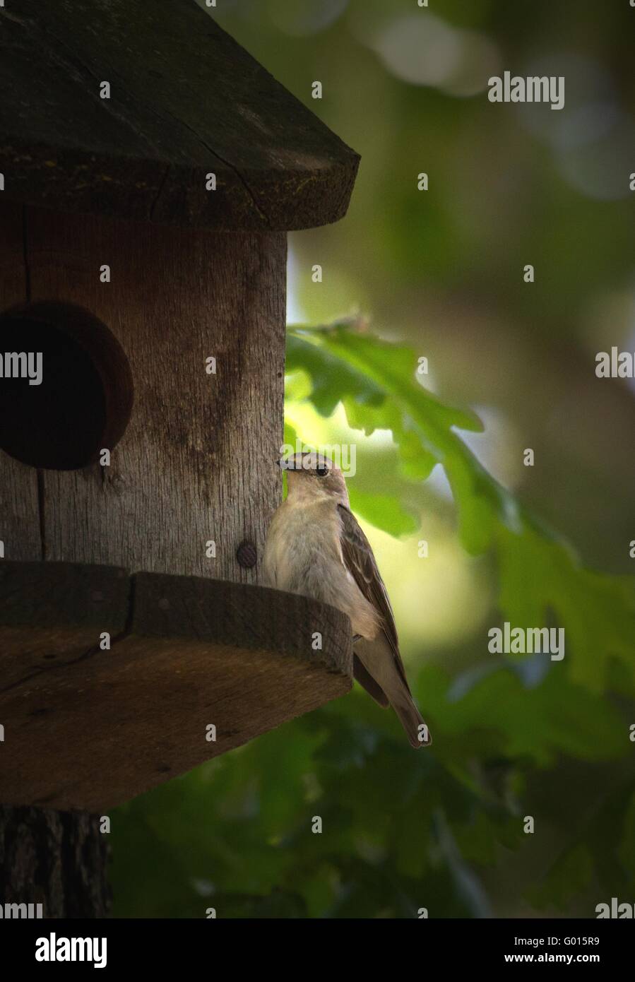 Semicollared Flycatcher Banque D'Images