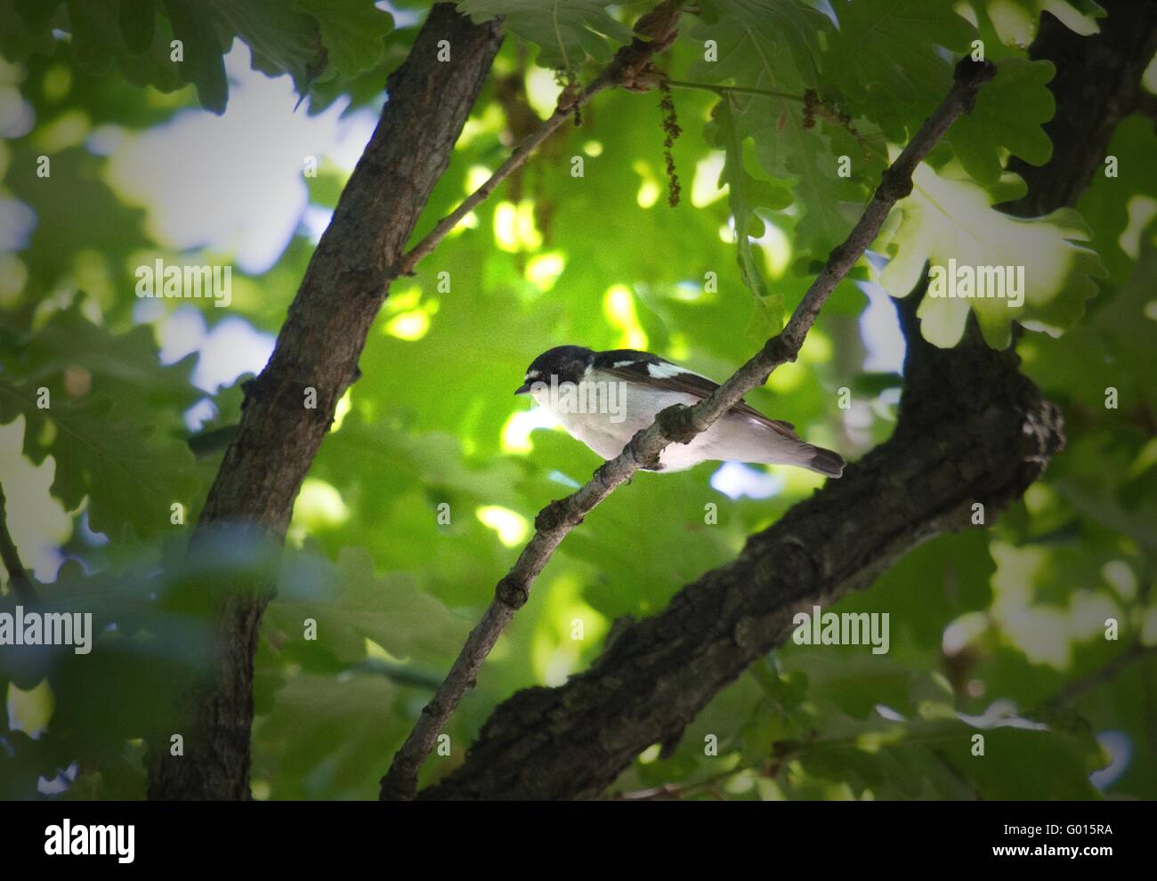 Semicollared Flycatcher Banque D'Images