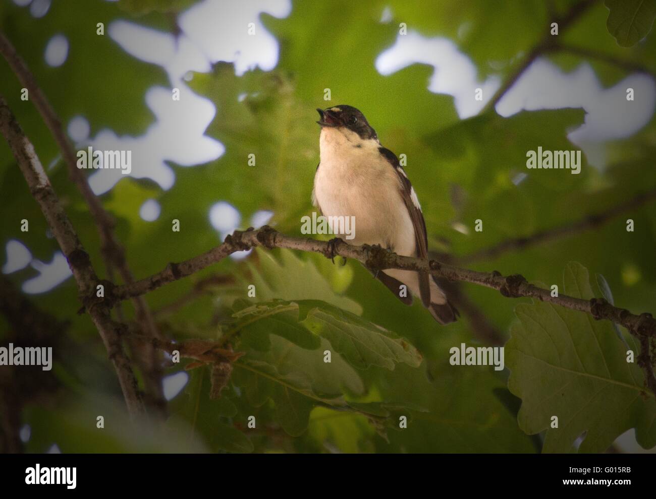 Semicollared Flycatcher Banque D'Images