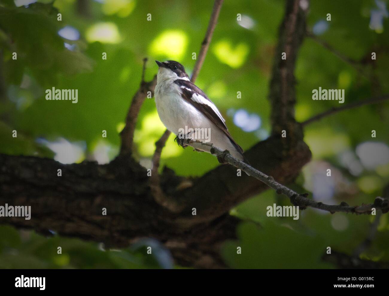 Semicollared Flycatcher Banque D'Images