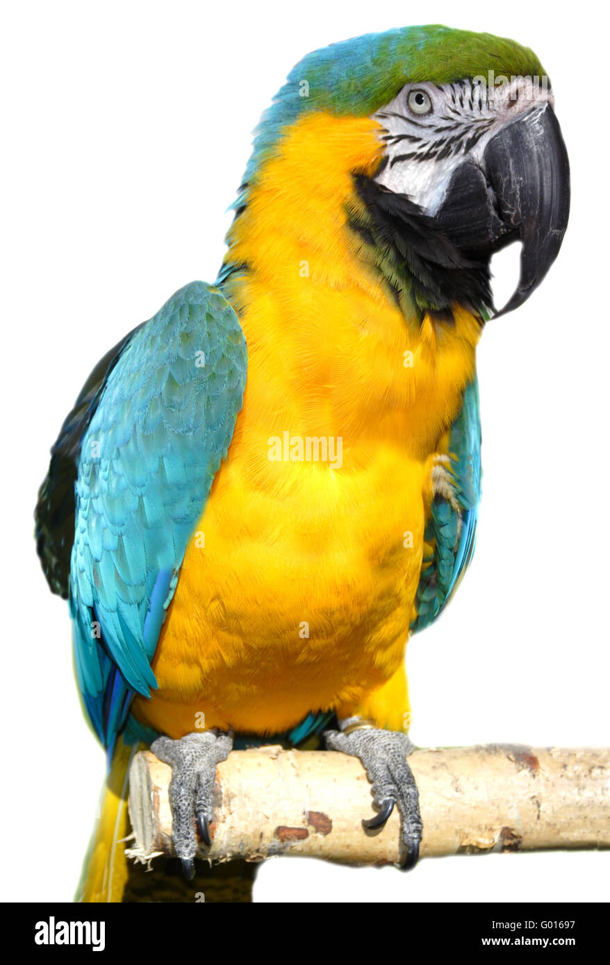 Blue and Gold Macaw Banque D'Images