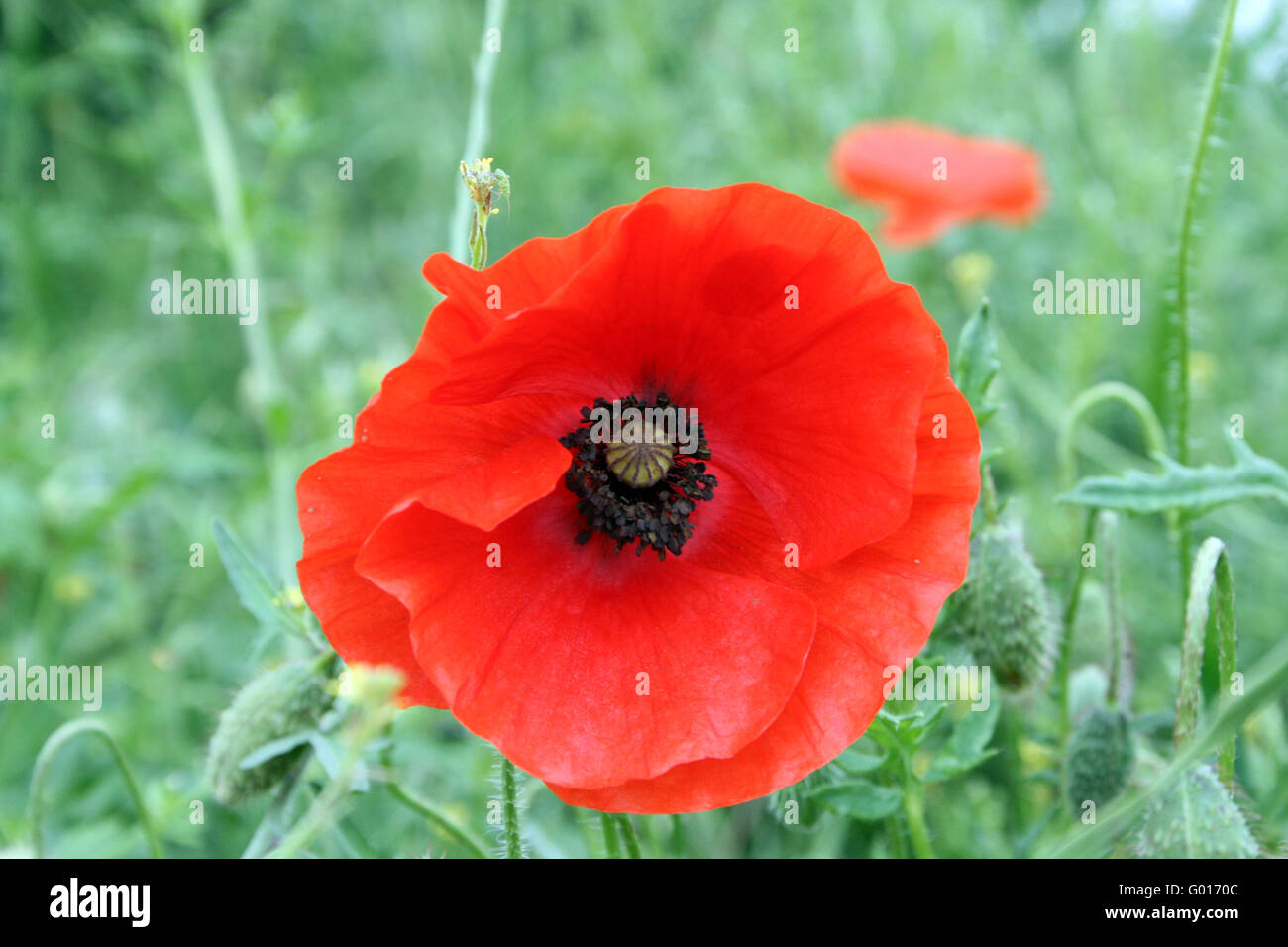 Coquelicot Banque D'Images