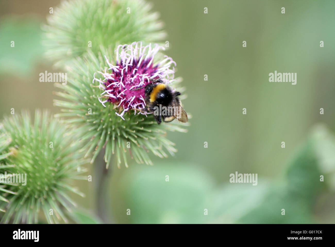 Bumble bee Banque D'Images