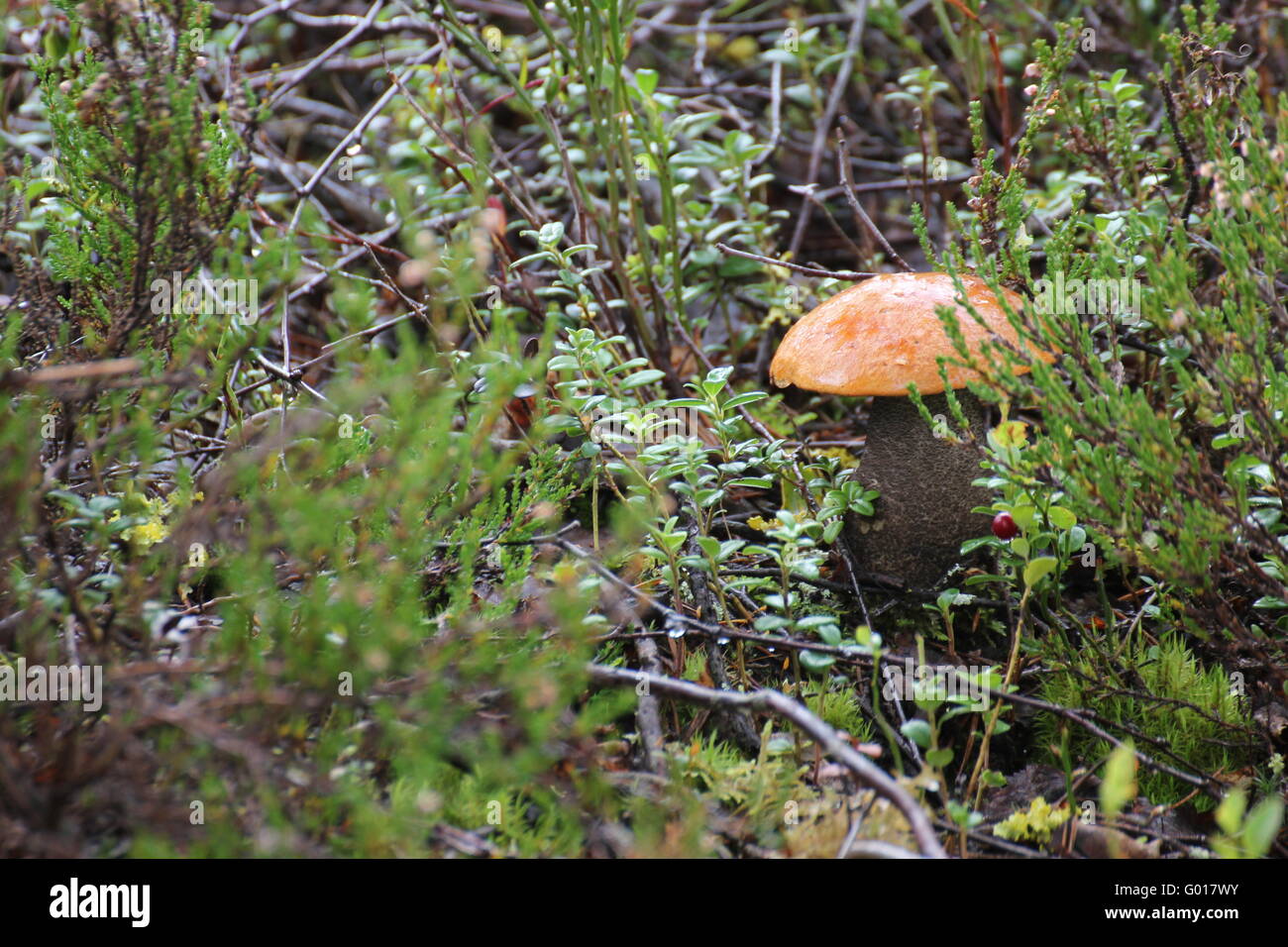 Un seul Bouleau Orange le Leccinum versipelle (Bolet) entre moss et bois en Suède. Banque D'Images