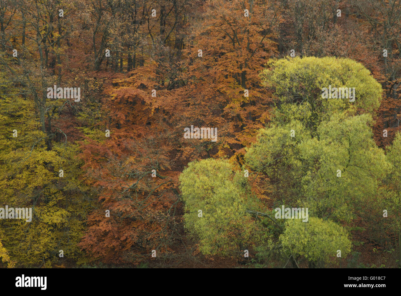 Forêt d’automne Banque D'Images