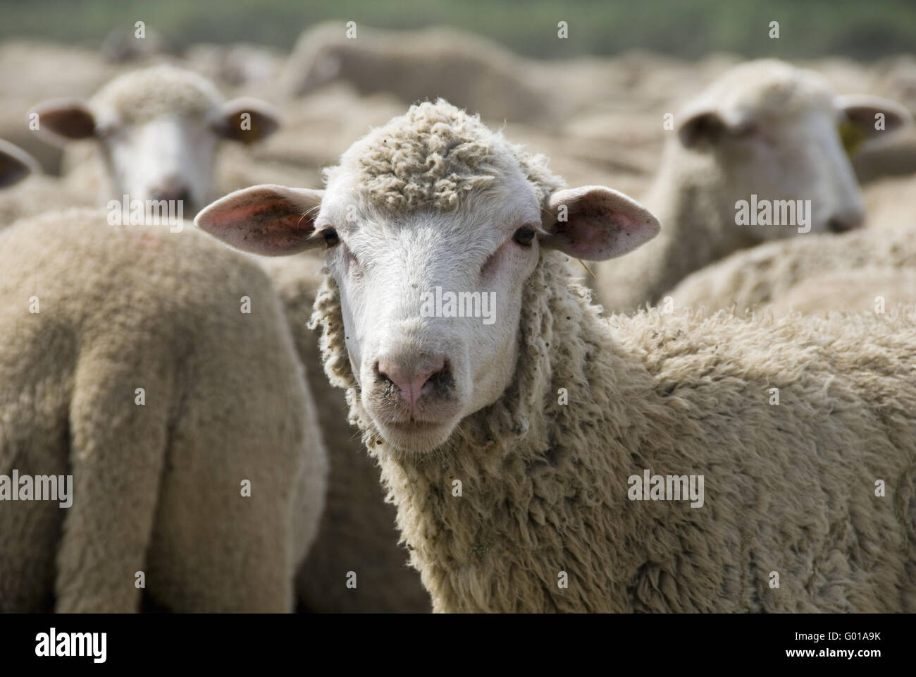 Les moutons Banque D'Images