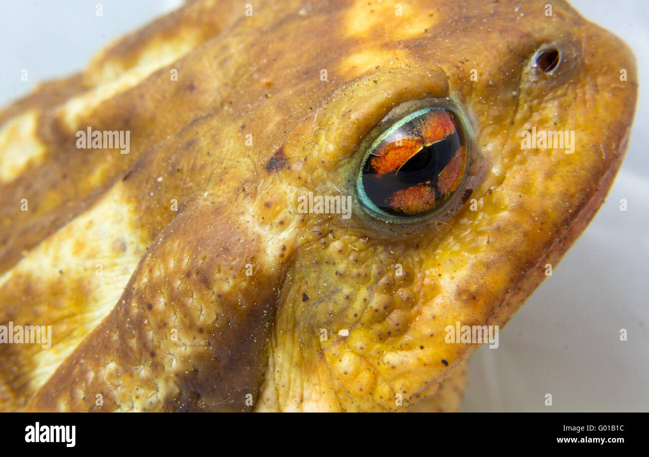 Crapaud commun (Bufo bufo) gros plan de la tête et des yeux Banque D'Images