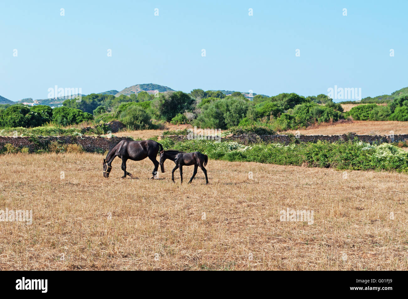 Minorque, Iles Baléares, Espagne, Europe : les chevaux paissant dans la campagne minorquine Banque D'Images