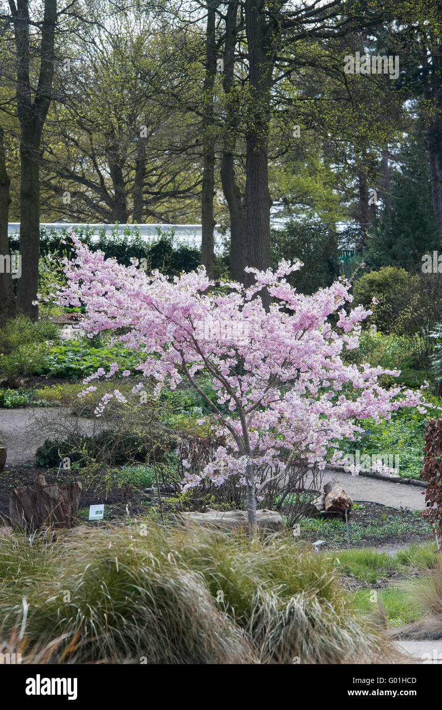 Prunus accolade. Flowering Cherry Tree à RHS Wisley Gardens, Surrey, Angleterre Banque D'Images