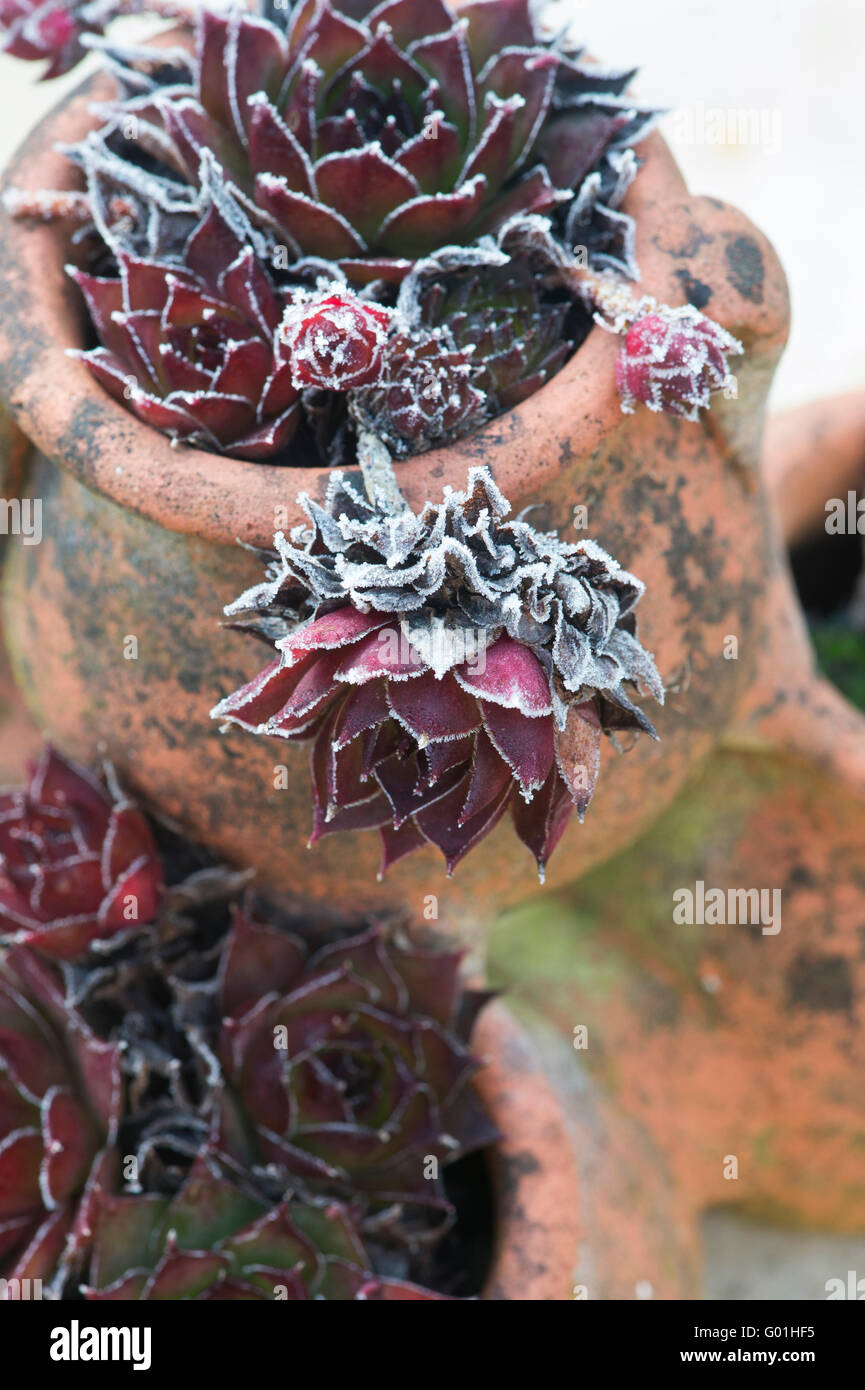 Sempervivum. Houseleek plante en pot couvert de gelées de printemps Banque D'Images