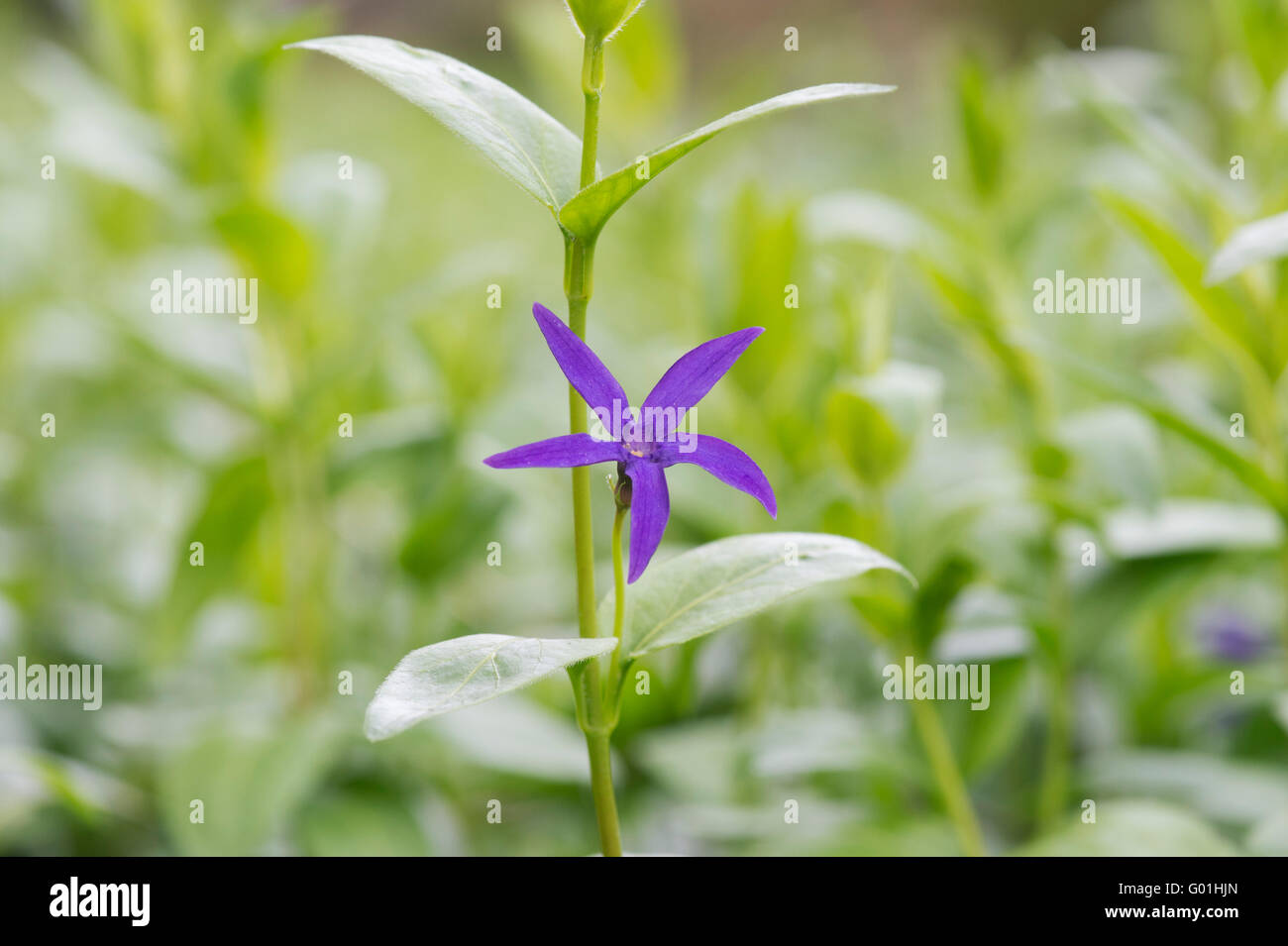 Vinca Major Oxyloba. Une plus grande fleur pervenche Banque D'Images