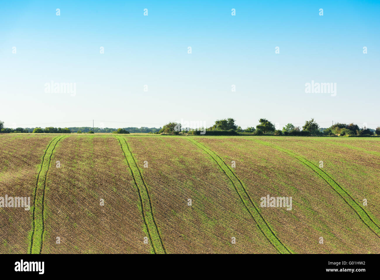 Domaine agricole sur une colline avec de jeunes pousses. Plan horizontal Banque D'Images