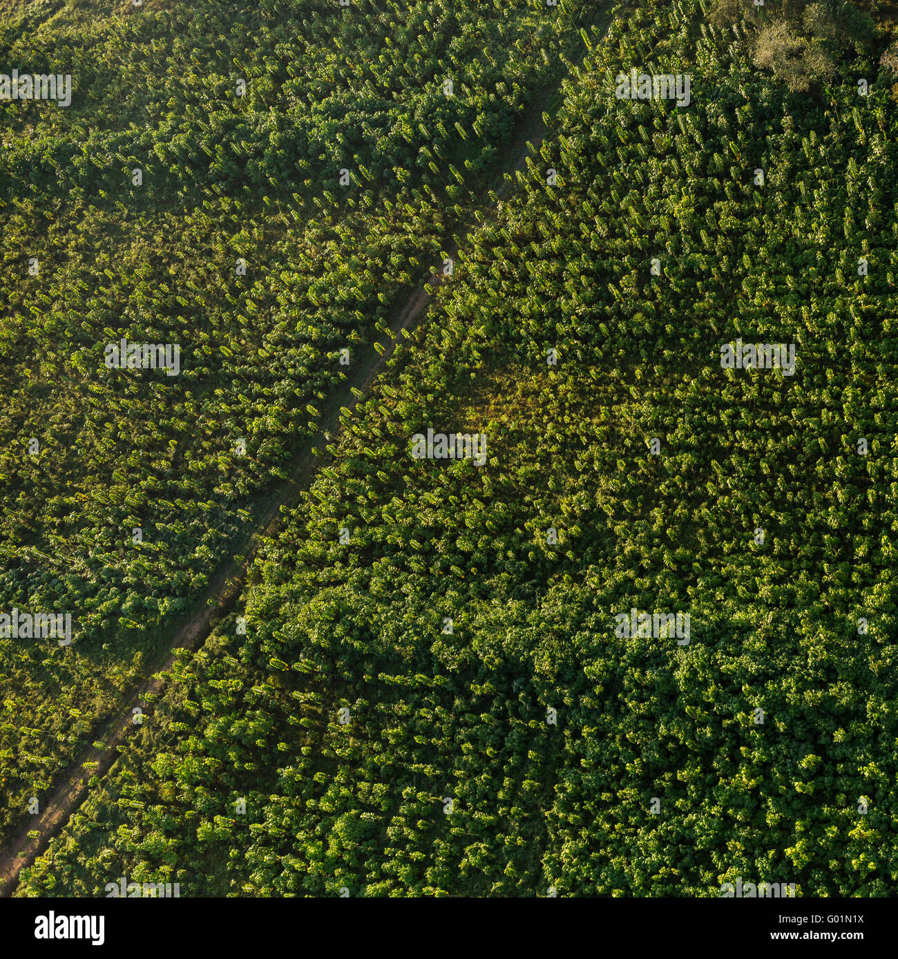 Péninsule de Osa, COSTA RICA - Vue aérienne de deux ans sur les arbres de teck de plantation teck durable à Puerto Jiménez. Tectona grandis Banque D'Images