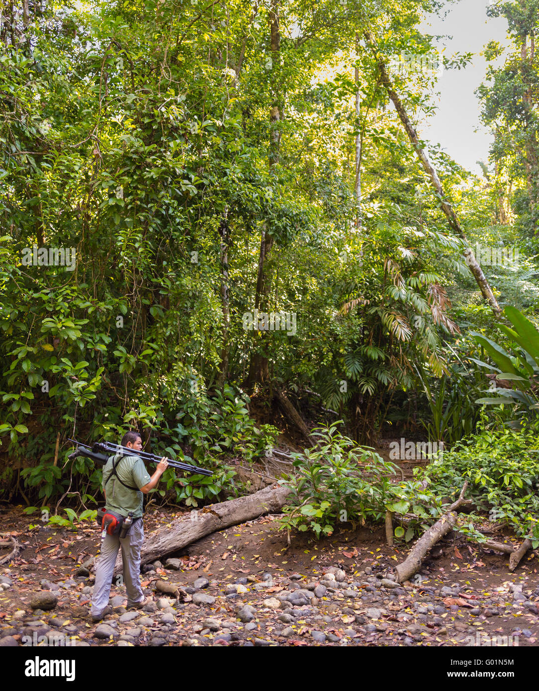 Parc national de Corcovado, COSTA RICA - guide de l'écotourisme dans la forêt tropicale, péninsule d'Osa. Banque D'Images