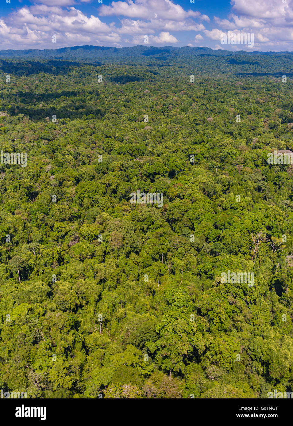 Parc national de Corcovado, COSTA RICA - Vue aérienne de l'arbre de la forêt tropicale, péninsule d'Osa. Banque D'Images