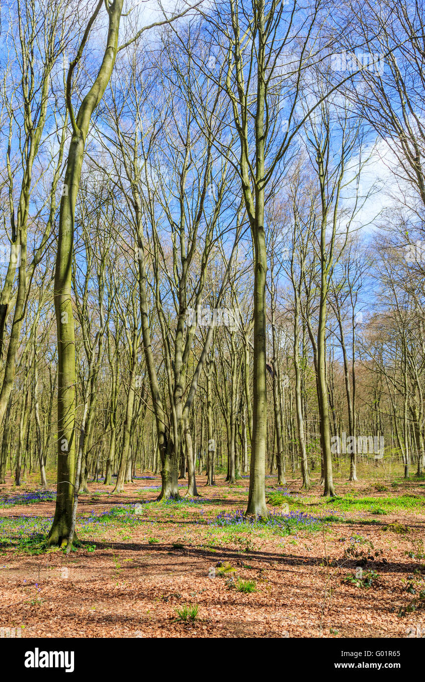 Bluebells floraison dans la région de bois de hêtre Micheldever Woods, Winchester, Hampshire, en avril, la typique campagne de printemps Banque D'Images