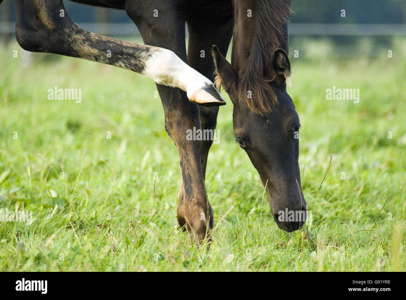 Poulain Banque D'Images