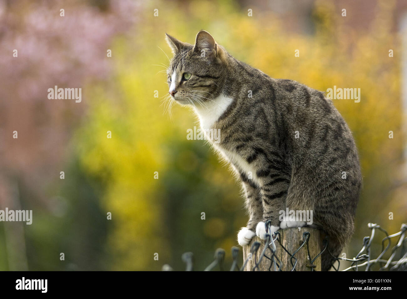 chat Banque D'Images