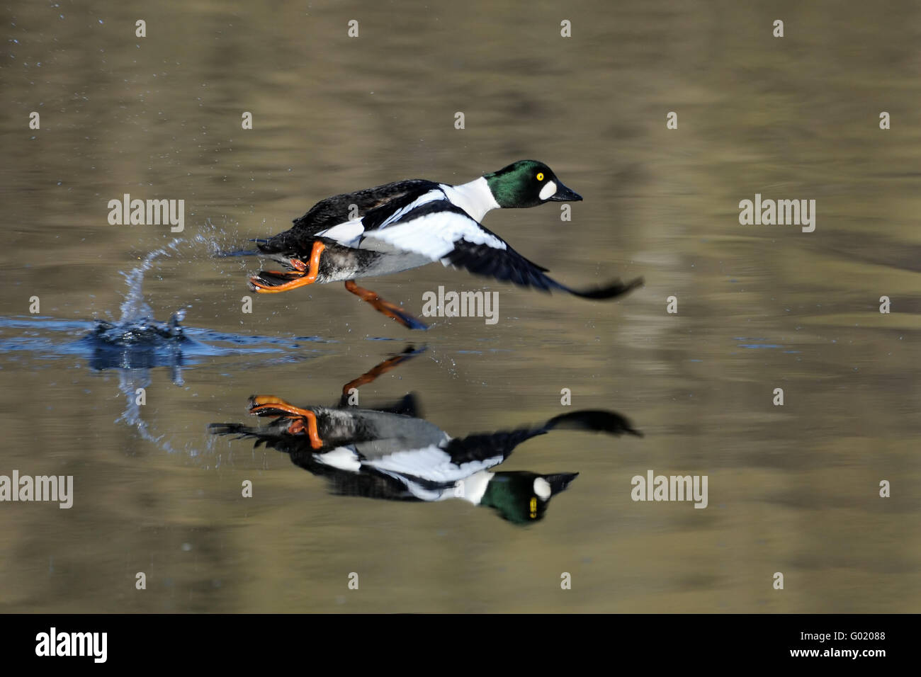 L'exécution de garrot mâle (Bucephala clangula) reflète dans l'eau de bassin surface. La région de Moscou, Russie Banque D'Images