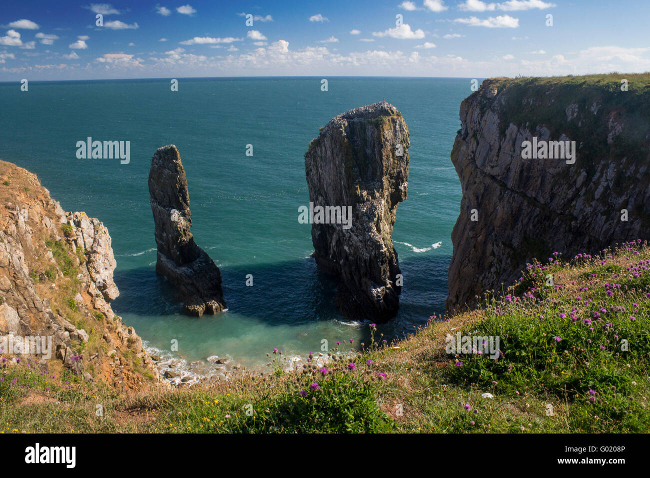 Elegug ou piles de roches pile Galles Pembrokeshire Coast National Park UK Banque D'Images