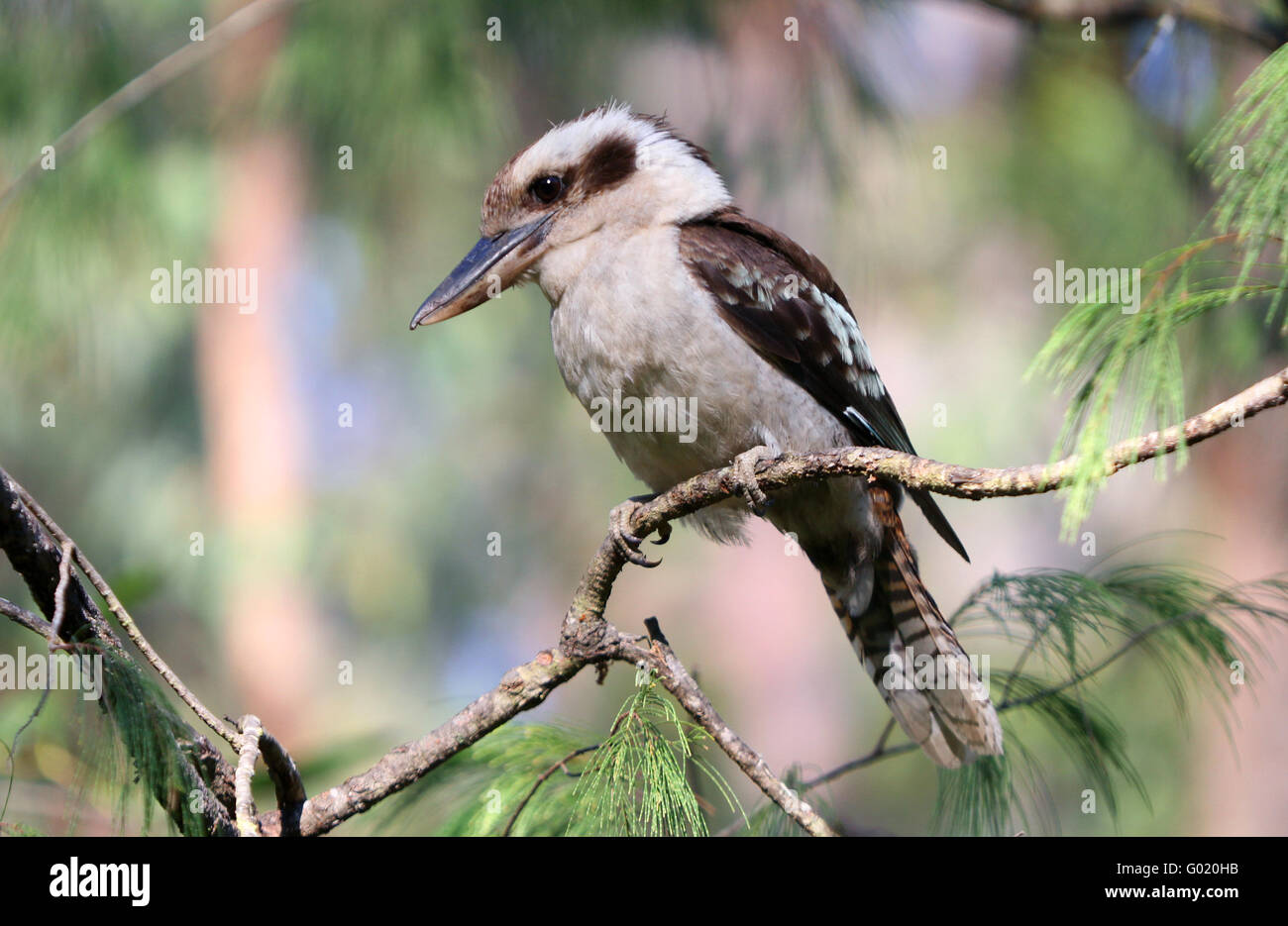 Un rire kookaburra Dacelo novaeguineae, perché sur une branche Banque D'Images