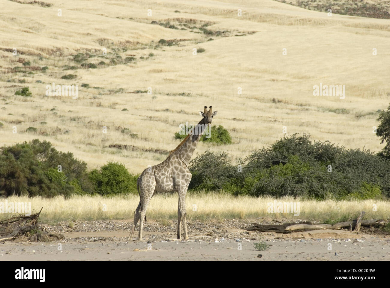 girafe Banque D'Images