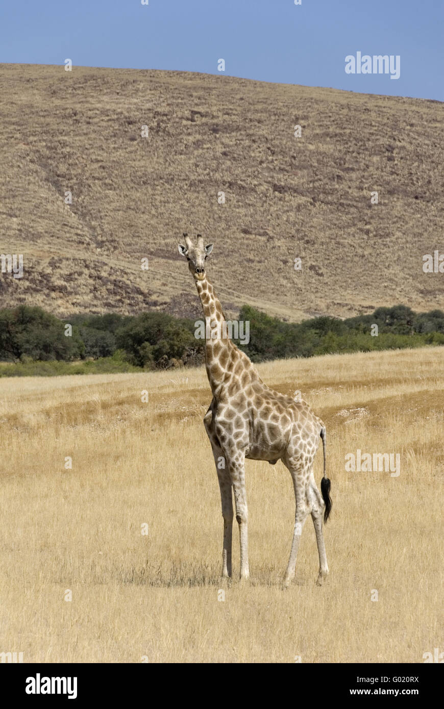 girafe Banque D'Images