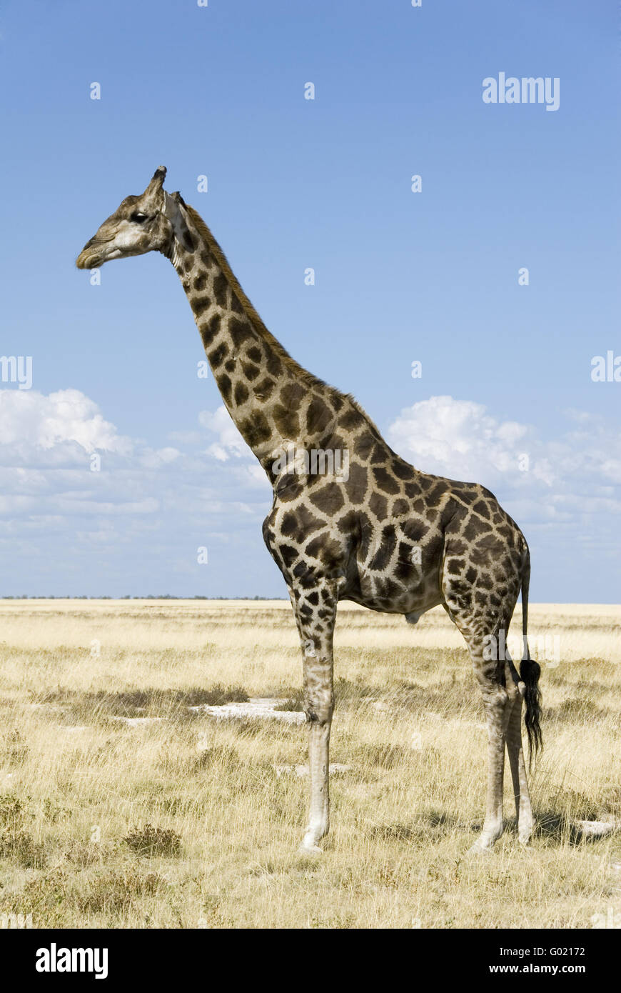 girafe Banque D'Images