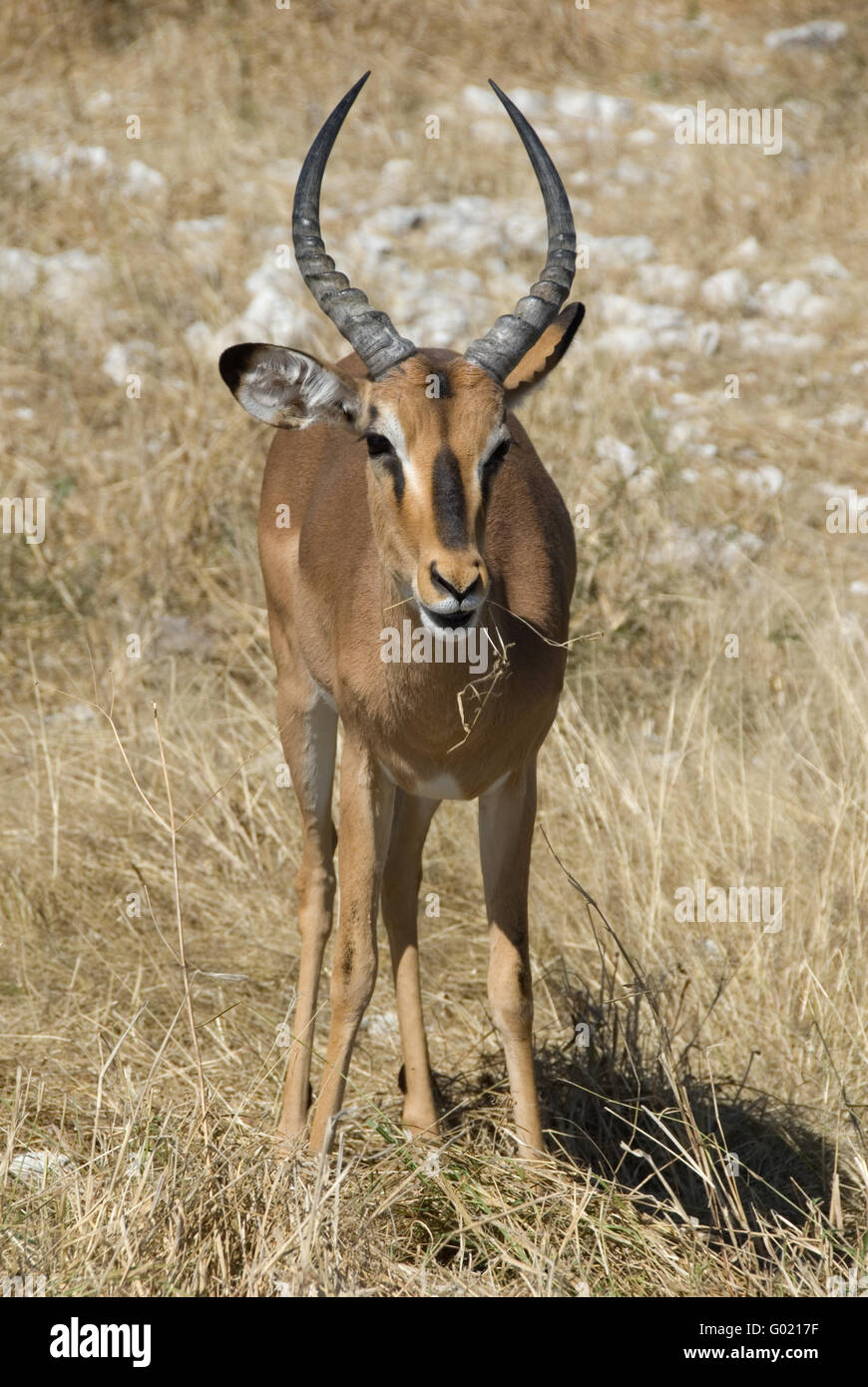 Impala à face noire Banque D'Images