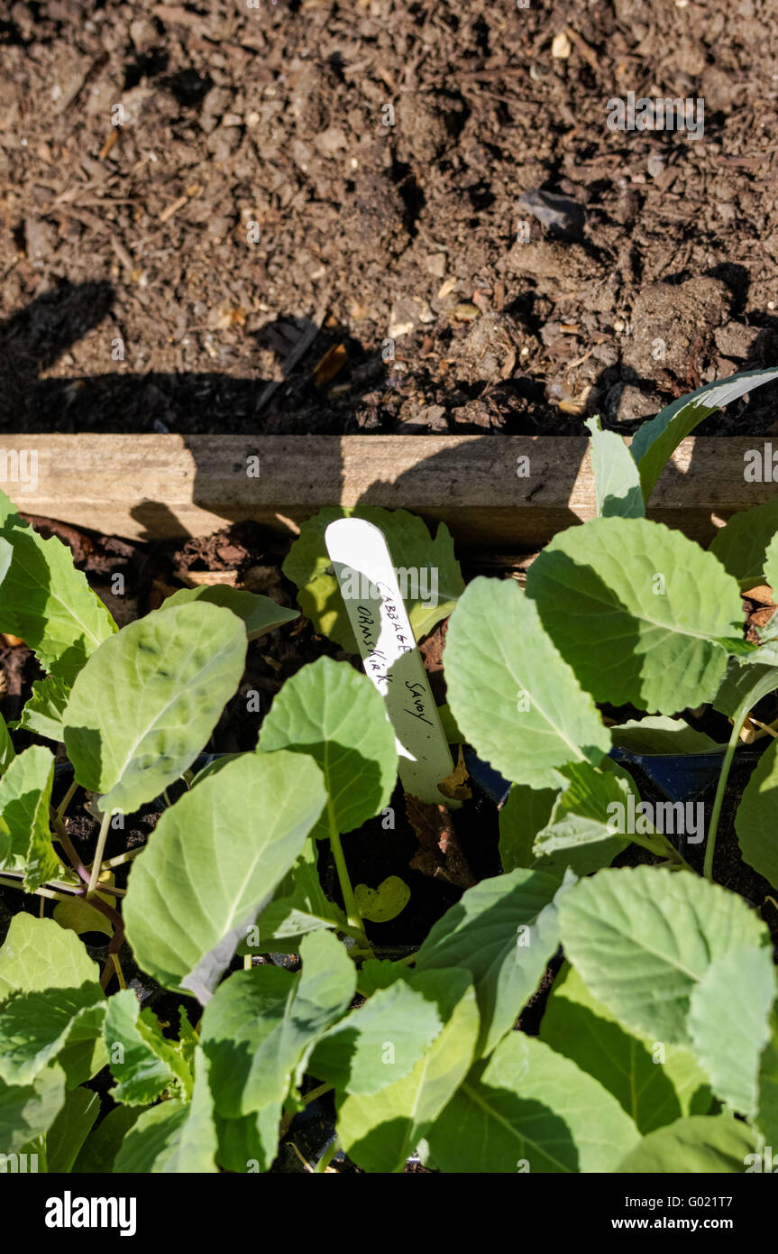 Plants de chou dans le bac Banque D'Images