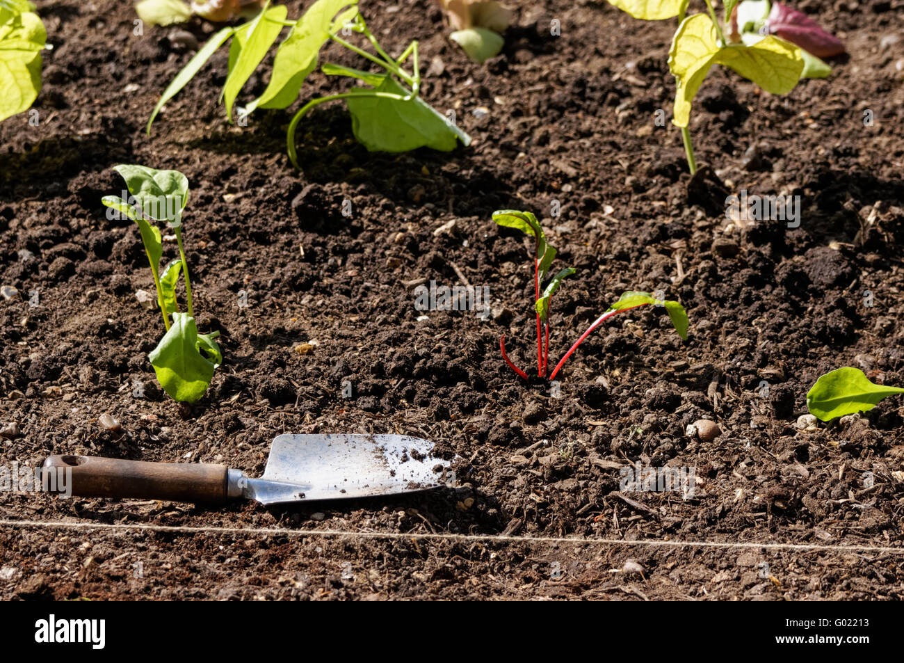 plantules végétales plantées dans un sol Banque D'Images