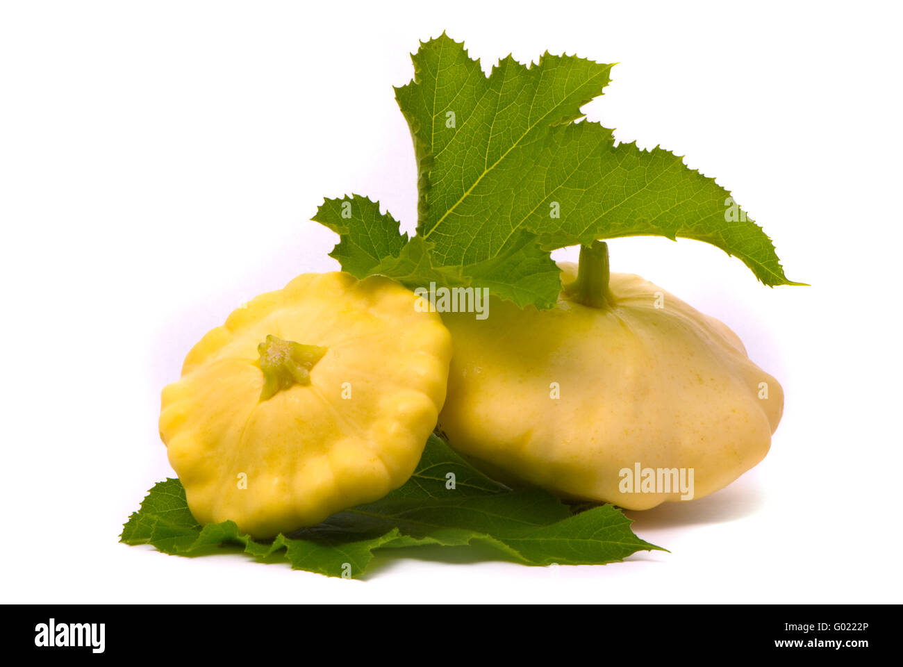 Courge pétoncles et feuilles vertes sur fond blanc Banque D'Images