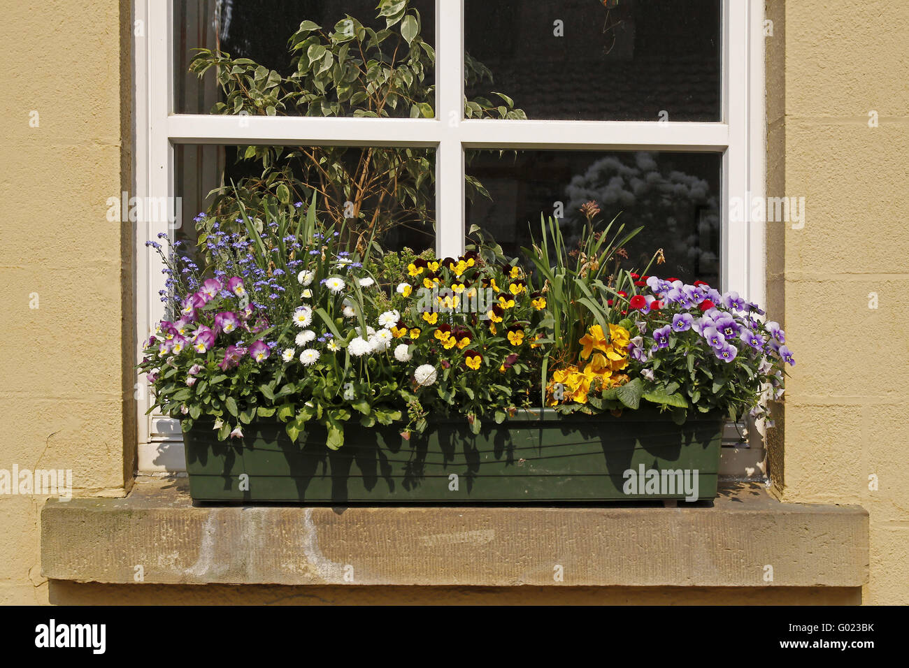 Cache-pot de fleurs (violette, forget-me-not, marguerites) Banque D'Images