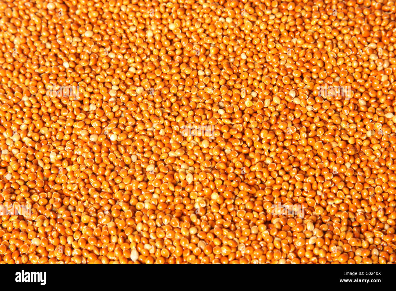Une texture de graines de millet (Panicum miliaceum) Banque D'Images
