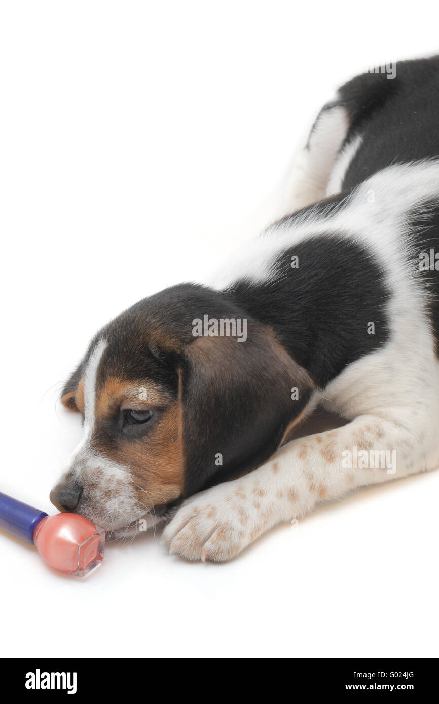 Mignon chiot beagle tricolore isolated over white background joue avec un vernis à ongles rouge Banque D'Images